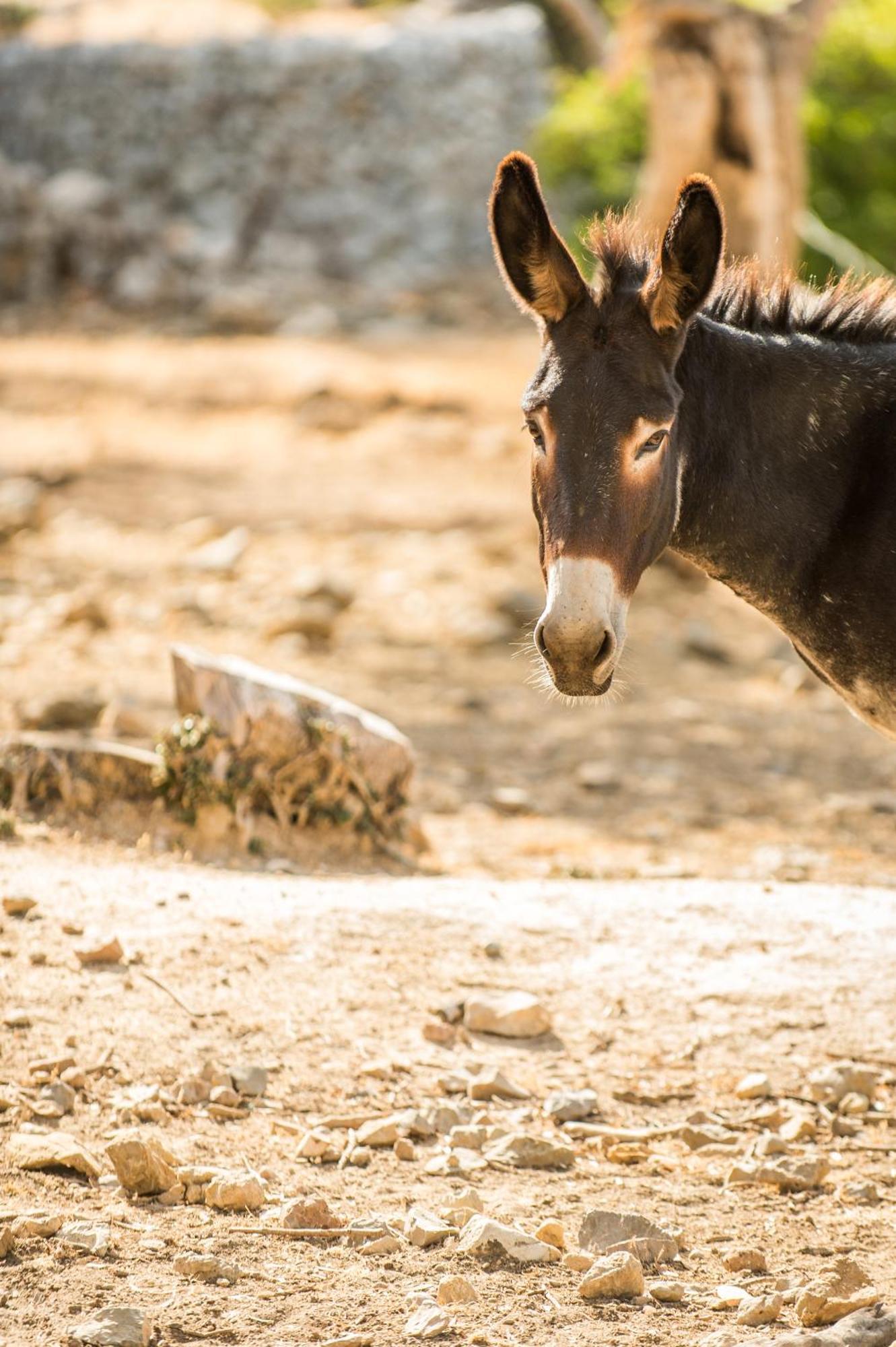 Agroturismo Muleta De Ca S'Hereu Puerto de Sóller Zewnętrze zdjęcie